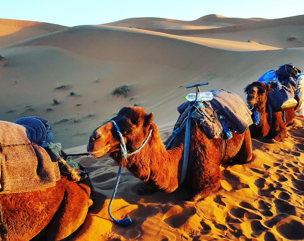 Ndani Travel Diary: A Night at a Berber Camp in the Sahara Desert thumbnail